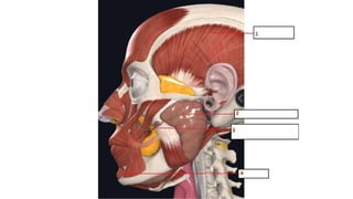 HEAD, FACE AND NECK PRACTICAL-1.pptx to you | PPTX