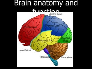 Brain anatomy and function 