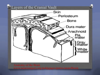 Layers of the Cranial Vault




 Anatomy of the Brain
 www.neurosurgery.org/pubpgages/patres/anatofbrain.
 