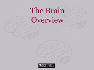The Brain Overview 