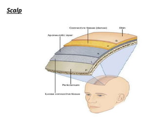 Scalp
 