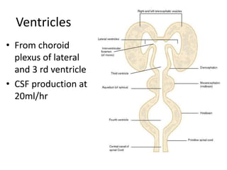 Ventricles
• From choroid
plexus of lateral
and 3 rd ventricle
• CSF production at
20ml/hr
 