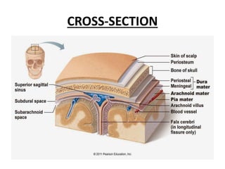 CROSS-SECTION
 