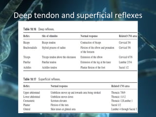 Deep tendon and superficial reflexes
 