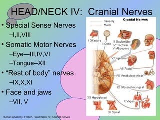 Human Anatomy, Frolich, Head/Neck IV: Cranial Nerves
HEAD/NECK IV: Cranial Nerves
• Special Sense Nerves
–I,II,VIII
• Somatic Motor Nerves
–Eye—III,IV,VI
–Tongue--XII
• “Rest of body” nerves
–IX,X,XI
• Face and jaws
–VII, V
 