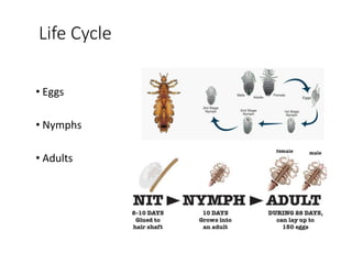 Head Lice.ppt