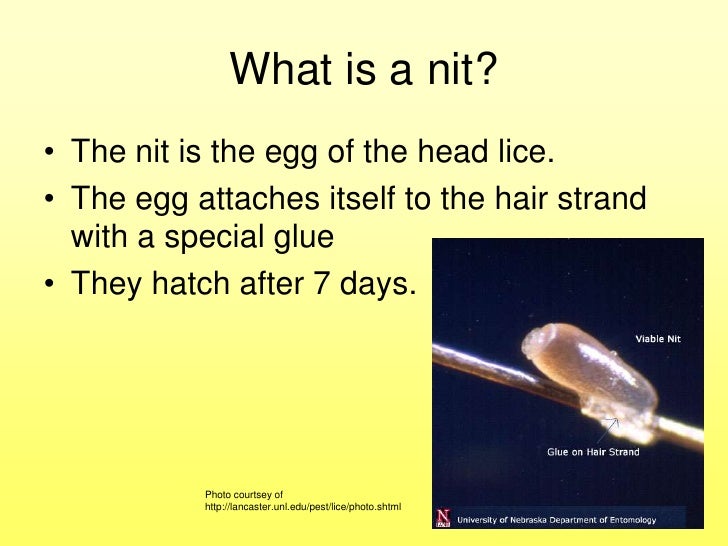 Head Lice
