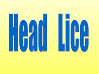 Head  Lice 