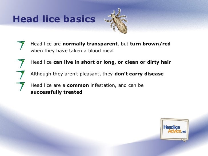 Head Lice Advice for Parents