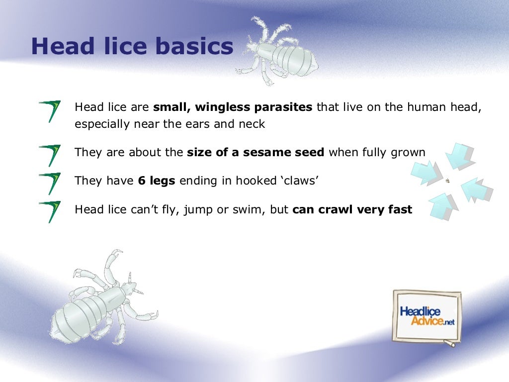 Head Lice Advice for Parents