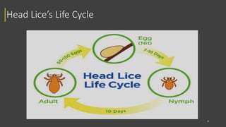Head Lice (Louse) | PPTX