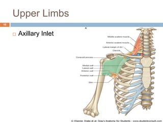 Head & Neck | PPT