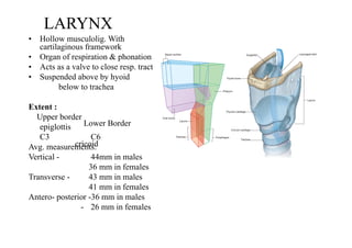 LARYNX
• Hollow musculolig. With
cartilaginous framework
• Organ of respiration & phonation
• Acts as a valve to close resp. tract
• Suspended above by hyoid
below to trachea
Extent :
Upper border
Lower Border
epiglottis
cricoid
C3 C6
Avg. measurements:
Vertical - 44mm in males
36 mm in females
Transverse - 43 mm in males
41 mm in females
Antero- posterior -36 mm in males
- 26 mm in females
 