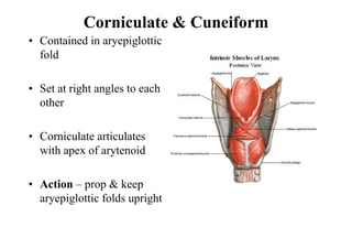 Head & neck-larynx.pdf