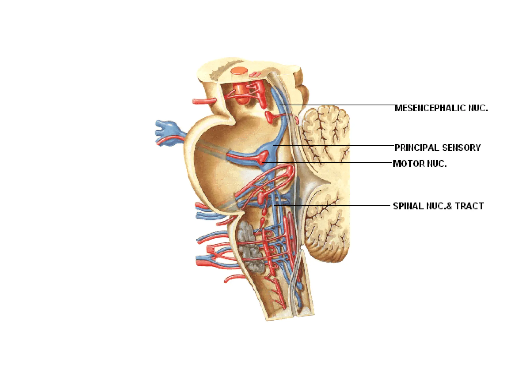 Head and Neck Trigeminal Nerve Anatomy.pdf