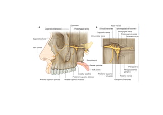 Head and Neck Trigeminal Nerve Anatomy.pdf