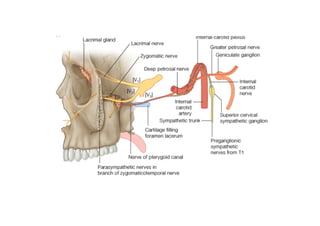 Head and Neck Trigeminal Nerve Anatomy.pdf