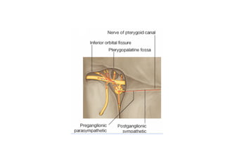 Head and Neck Trigeminal Nerve Anatomy.pdf