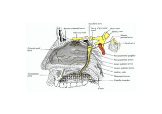 Head and Neck Trigeminal Nerve Anatomy.pdf