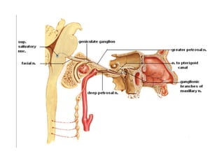 Head and Neck Trigeminal Nerve Anatomy.pdf