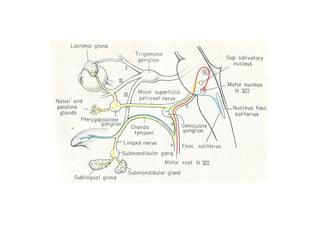 Head and Neck Trigeminal Nerve Anatomy.pdf