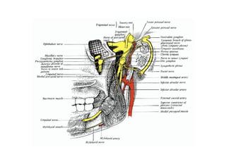 Head and Neck Trigeminal Nerve Anatomy.pdf