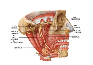Head and Neck Trigeminal Nerve Anatomy.pdf