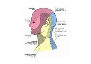 Head and Neck Trigeminal Nerve Anatomy.pdf