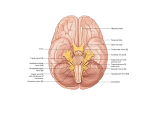 Head and Neck Trigeminal Nerve Anatomy.pdf