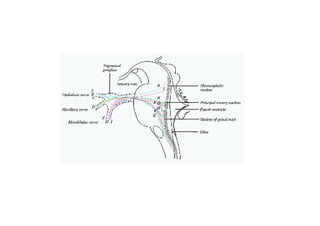 Head and Neck Trigeminal Nerve Anatomy.pdf