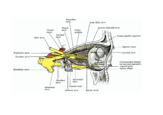 Head and Neck Trigeminal Nerve Anatomy.pdf