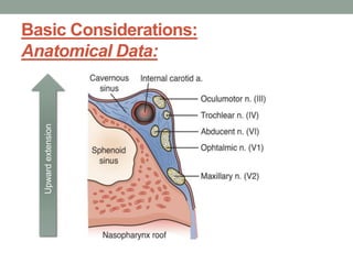 Basic Considerations:
Anatomical Data:Upwardextension
 