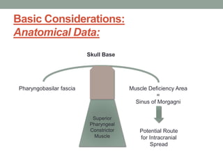 Basic Considerations:
Anatomical Data:
Superior
Pharyngeal
Constrictor
Muscle
Skull Base
Pharyngobasilar fascia Muscle Deficiency Area
=
Sinus of Morgagni
Potential Route
for Intracranial
Spread
 