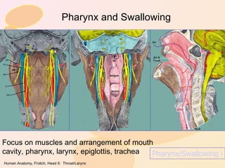 Pharynx and Swallowing Focus on muscles and arrangement of mouth cavity, pharynx, larynx, epiglottis, trachea Pharynx/Swallowing in detail!! 