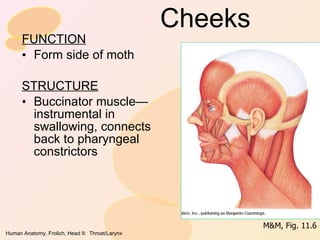 Cheeks FUNCTION Form side of moth STRUCTURE Buccinator muscle—instrumental in swallowing, connects back to pharyngeal constrictors M&M, Fig. 11.6 