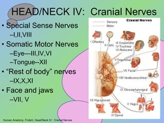 HEAD/NECK IV:  Cranial Nerves ,[object Object],[object Object],[object Object],[object Object],[object Object],[object Object],[object Object],[object Object],[object Object],Human Anatomy, Frolich, Head/Neck IV:  Cranial Nerves 