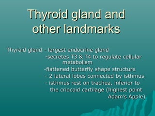Thyroid gland and
        other landmarks
Thyroid gland - largest endocrine gland
               -secretes T3 & T4 to regulate cellular
                      metabolism
              -flattened butterfly shape structure
              - 2 lateral lobes connected by isthmus
              - isthmus rest on trachea, inferior to
                 the criocoid cartilage (highest point
                                         Adam’s Apple)
 