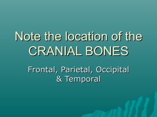 Note the location of the
  CRANIAL BONES
  Frontal, Parietal, Occipital
         & Temporal
 