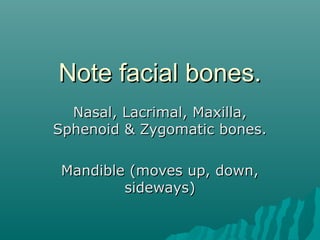 Note facial bones.
  Nasal, Lacrimal, Maxilla,
Sphenoid & Zygomatic bones.

 Mandible (moves up, down,
         sideways)
 