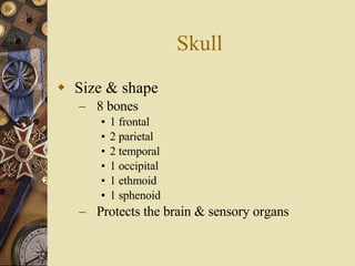 Skull Size & shape 8 bones 1 frontal 2 parietal 2 temporal 1 occipital 1 ethmoid 1 sphenoid Protects the brain & sensory organs 