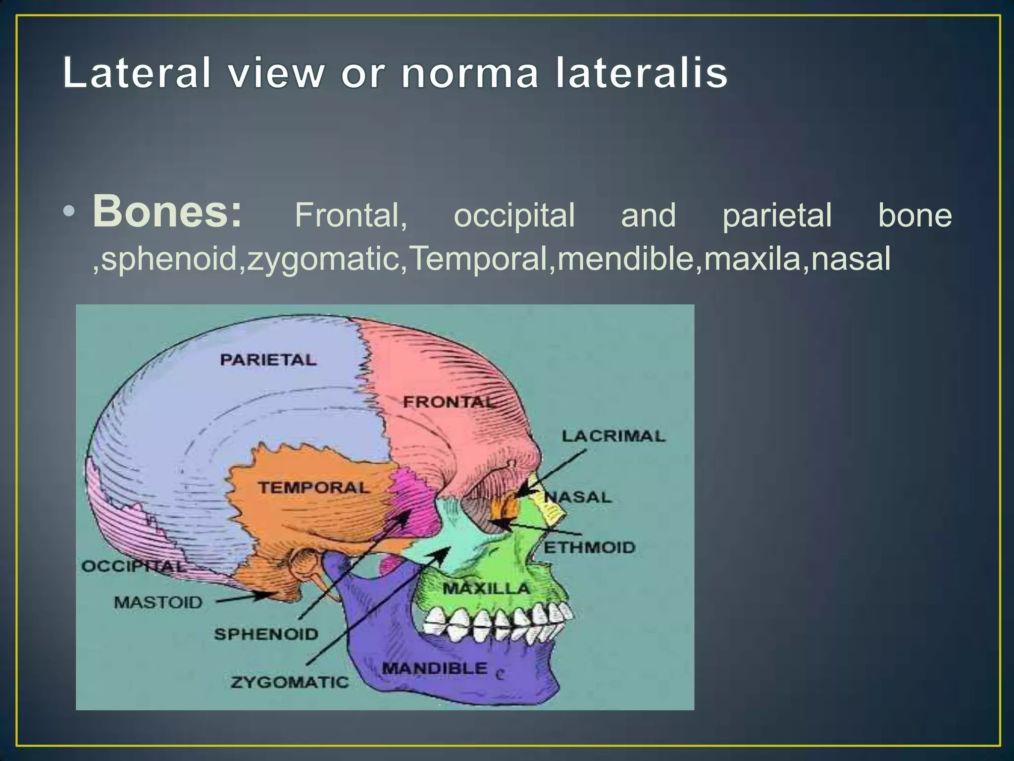 • Bones: Frontal, occipital and parietal bone
,sphenoid,zygomatic,Temporal,mendible,maxila,nasal
 