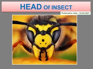 HEAD Of INSECT
Publication date : 24.02.2021
 