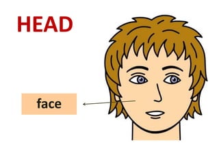 HEAD 
face 
 