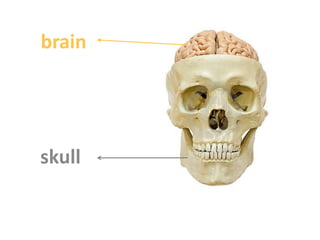 brain 
skull 
