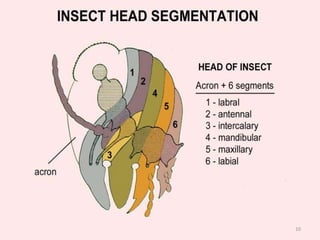 Types Insect Head Insect Head Anatomy Diagram