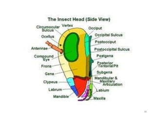 Insect head | PPTX