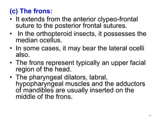 Frons Insect head | PPTX