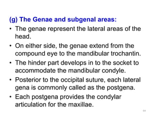 Genae Insect Insect head | PPTX
