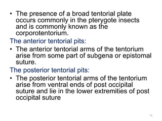 Insect head | PPTX