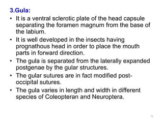 Gular Insects Insect head | PPTX